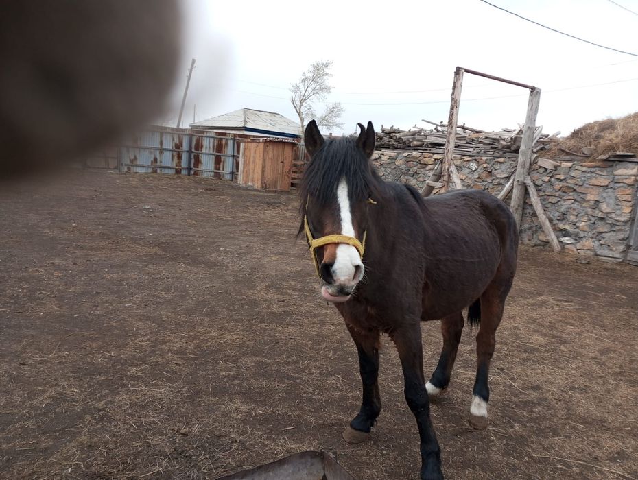 Мінуге ат сатылады