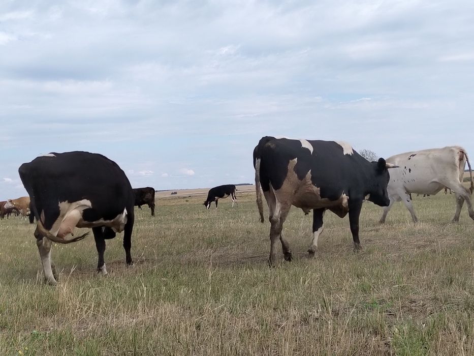 Продам быка на племя