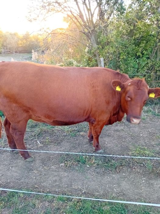 De vânzare Juninca angus