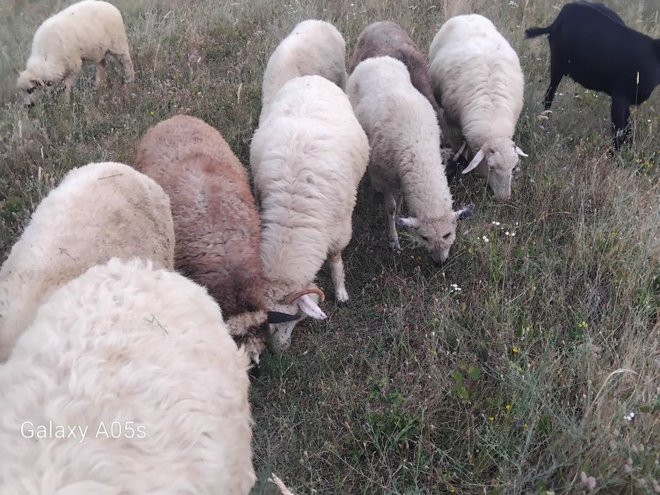 Vând 7 oi tinere,un berbec tânăr și 3 mielute