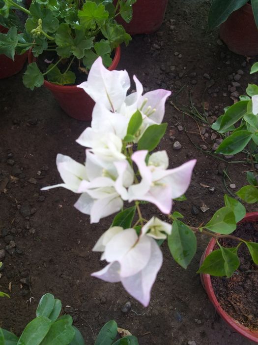 Jizzax Garden life taqdim etadi bizda turli xil xonaki gullar sotiladi