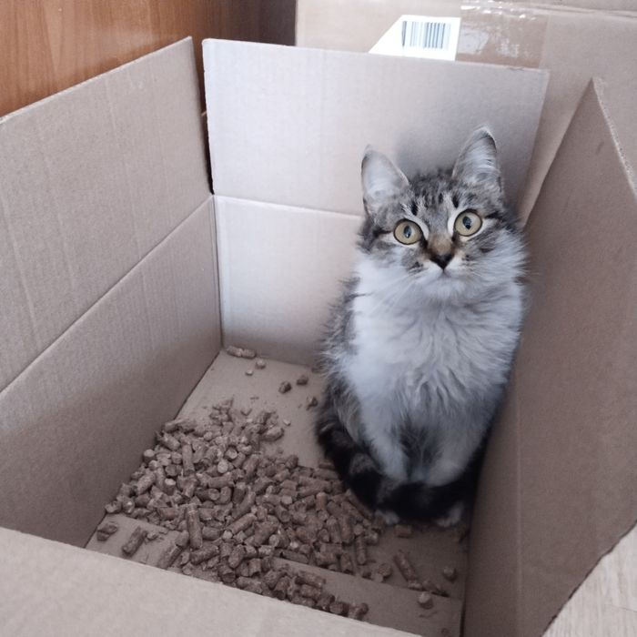 Котёнок в надёжные руки