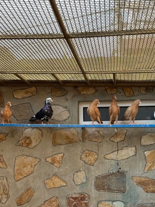 Гълаби неврени и лимонки