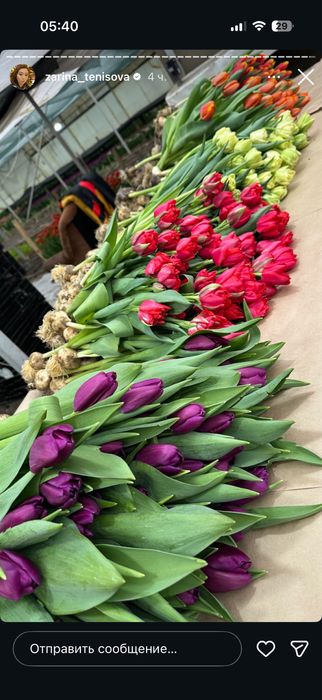 Тюльпаны предзаказ