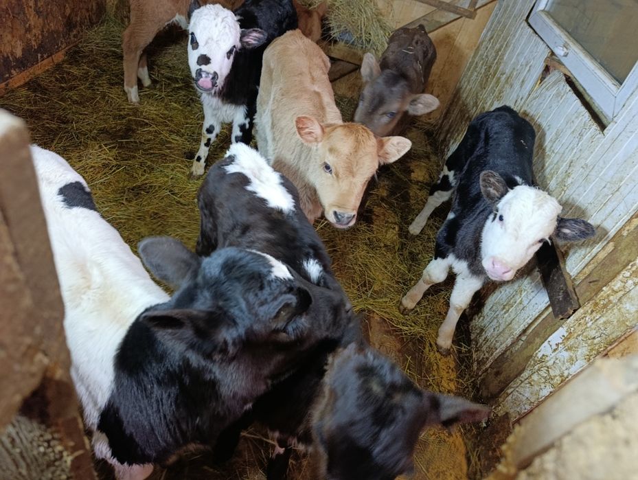 Телята тёлочки от высокодойных коров