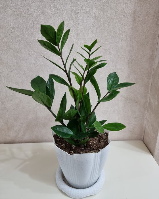 Замиокулькас Долларовое дерево