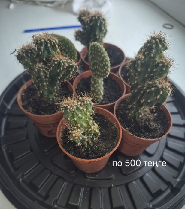 Продам кактусы от 300 тенге