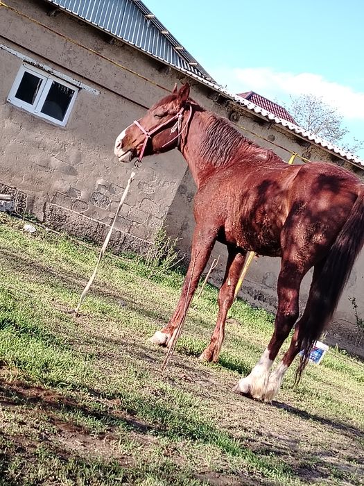 Жылқы сатылады  мінгі