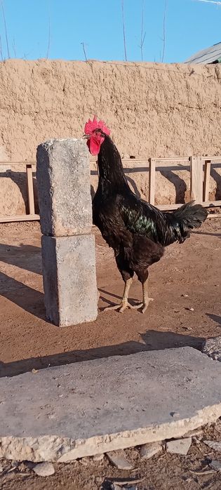 Qora shaxzoda tuxumi