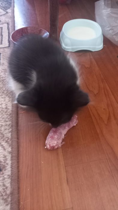 Отдаем домашних котят