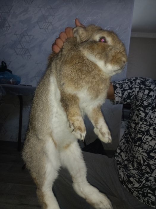 Фланр куйон эркак сотилади