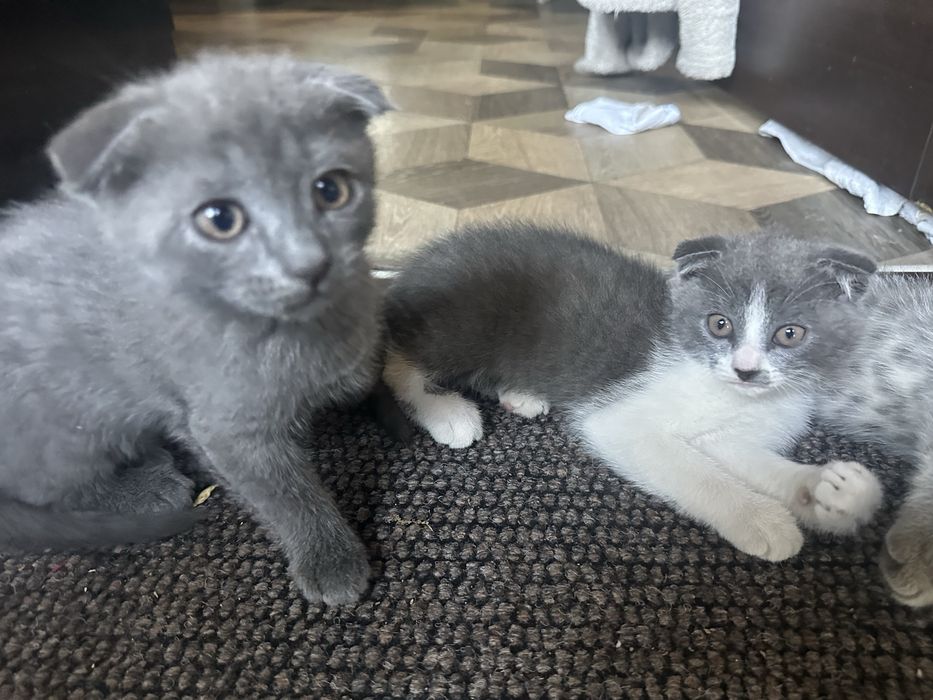 Отдам котят в хорошие руки