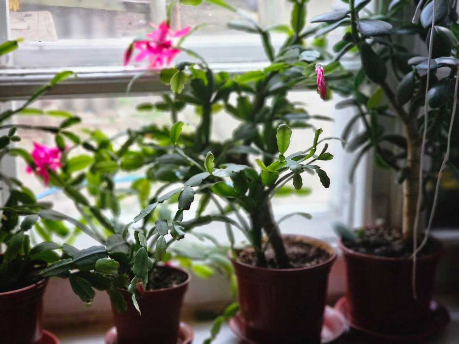 Продаётся декабрист.