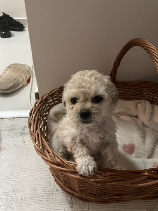 Bichon maltipoo mini toy