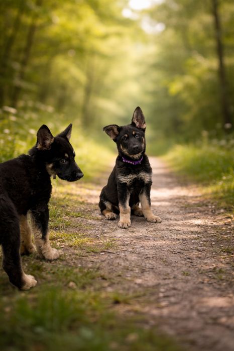 Щенки Восточно-европейской Овчарки