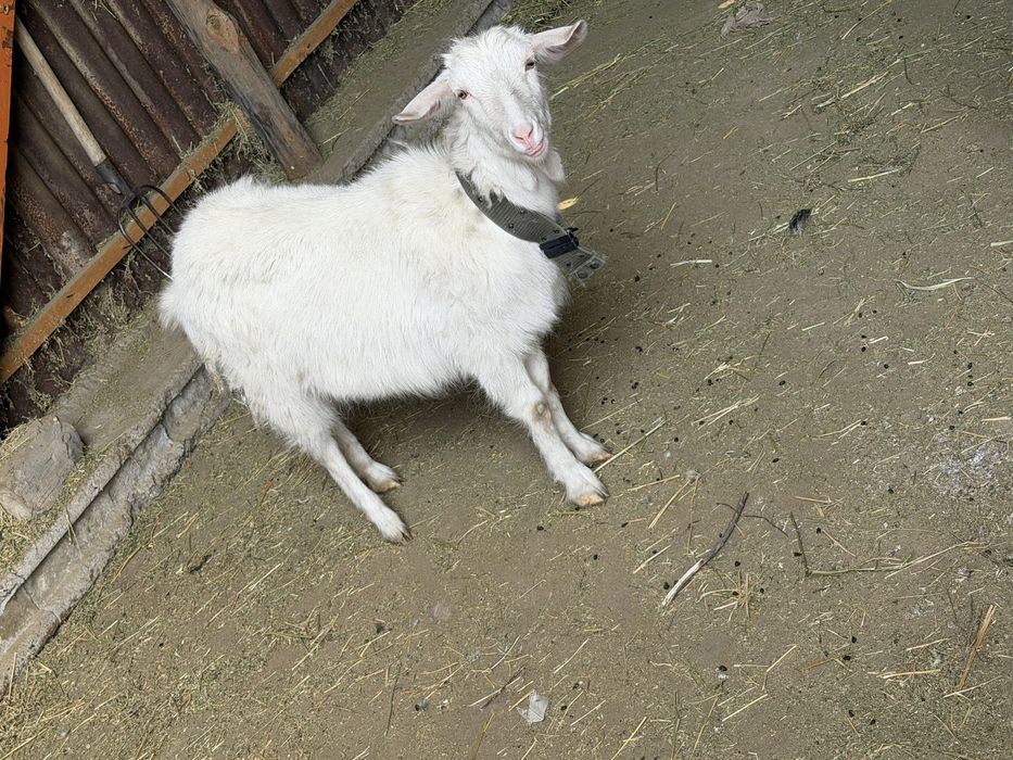 Продам коз молодые