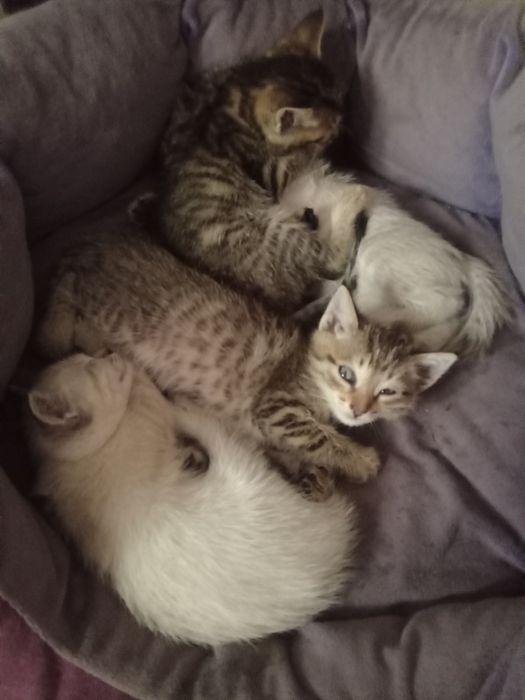Котят отдам в добрые руки