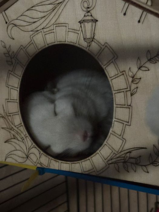 Белая шиншилла пушистая