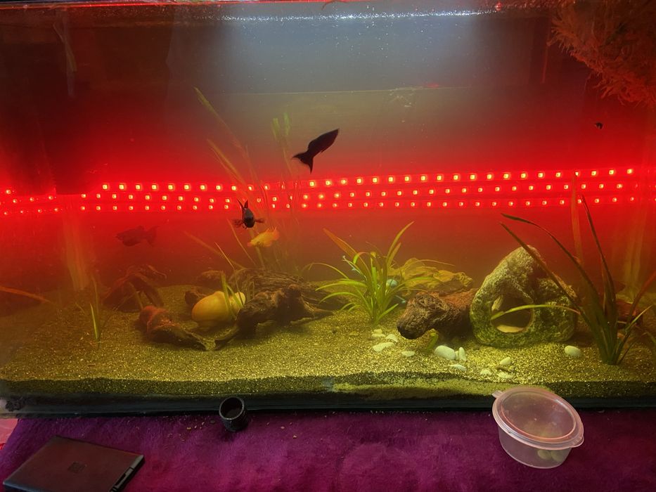 Продам аквариум с рыбками