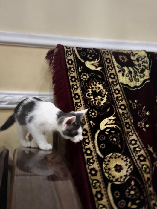 Отдаем котят бесплатно