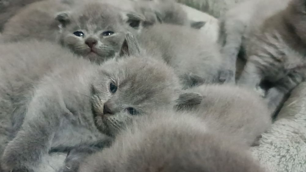 Сотилади скоттиш страйт скоттиш фолд болачалари 1ойлик жудаям ширин ..