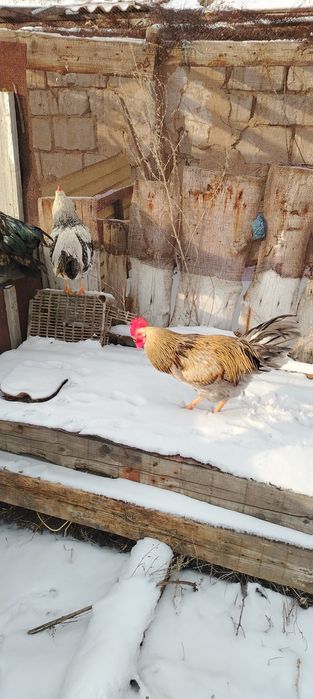 Продам петухов..