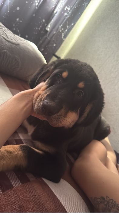 Чистокровный тобет мальчик