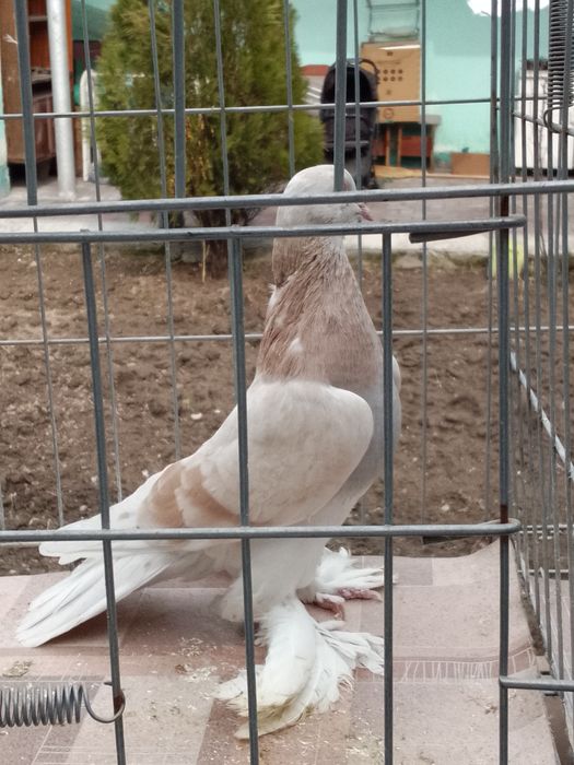 Тасманка голуби тараз