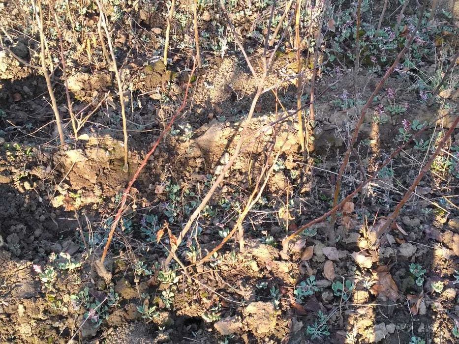 Саженцы - яблони.