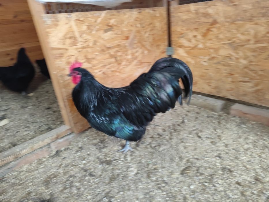 Familie australorp negru