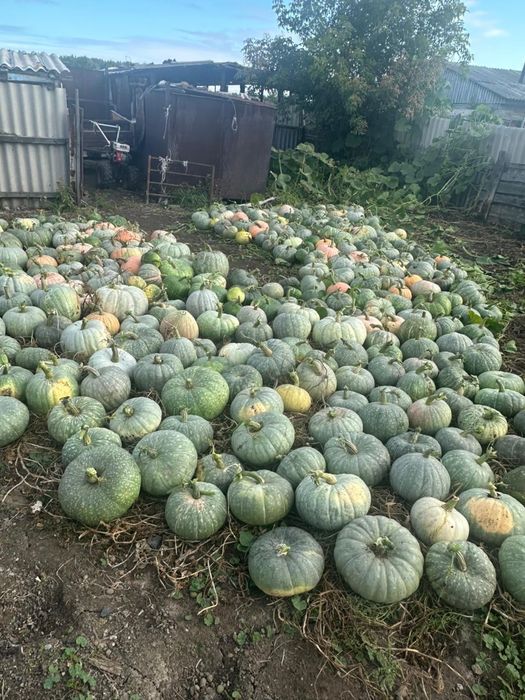 Продам тыкву, 1 тонна