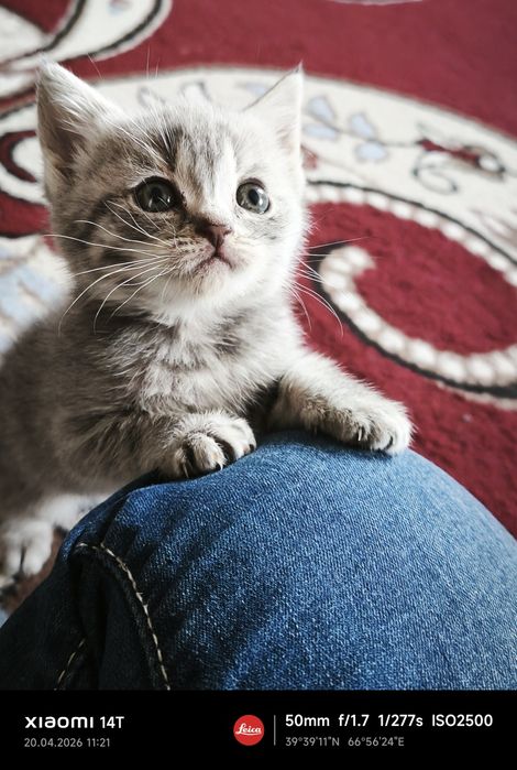 Продаю краткошертые котята скотиш