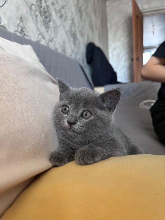 Продам котят породистых