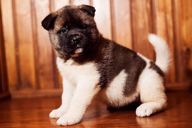 Щенки Американской Акиты