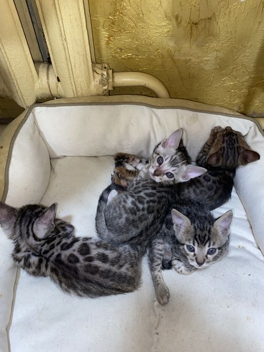 бенгальские котята