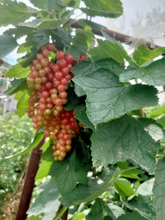 Саженцы красной смородины