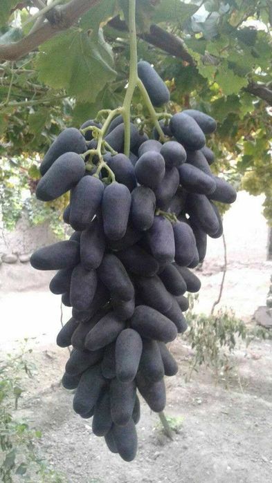 Шредер агро ишончли кучатлар