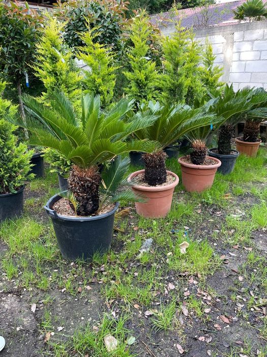 Palmierii cycas revolut mai multe dimensiuni