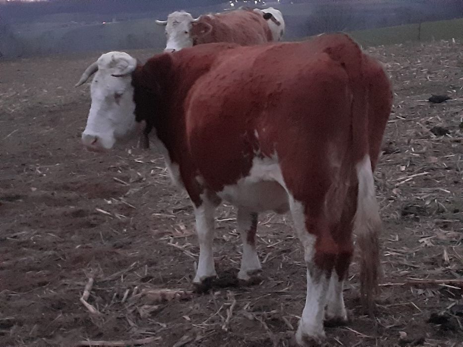 vand vaca de zece anii