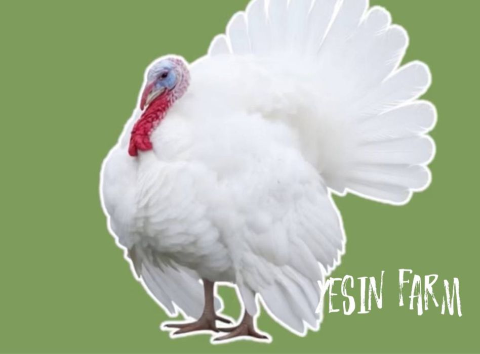 Хайбрид конвертер инкубационные яйца индюков, лучший мясной кросс