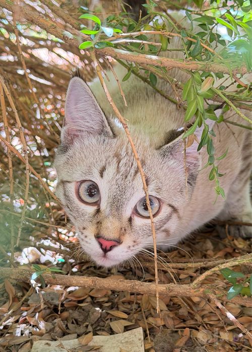 Отдам в добрые руки котика по кличке ( Пузя )