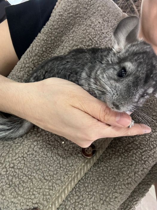 Поступление шиншилл