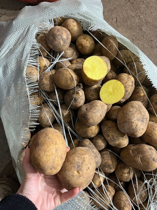 Продам картофель оптом
