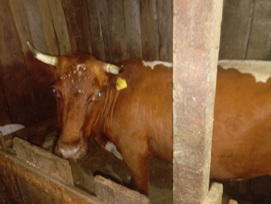 Продам карову с телёнком