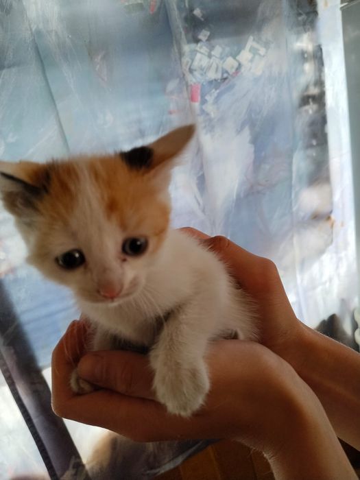 Дарю котят бесплатно