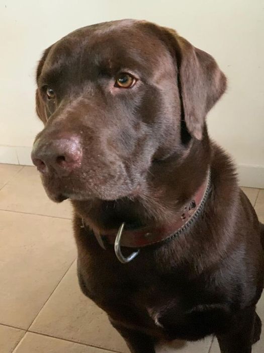 продам элитных лабрадоров