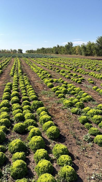 Продам листья салата