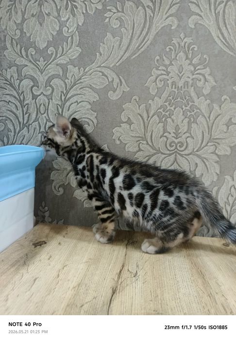 Продаются Бенгалы 2 девочки 4 мальчика