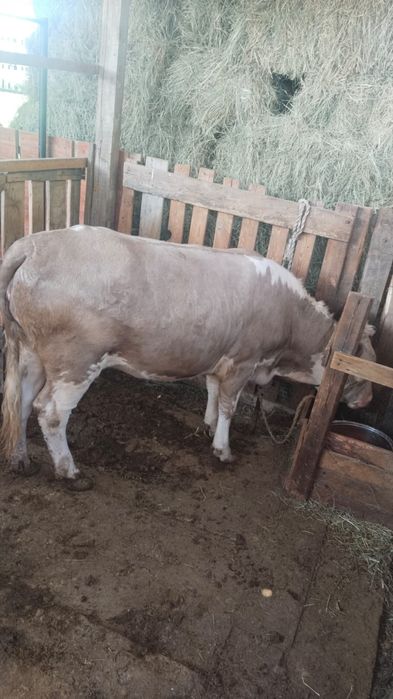 Корова по хорошей цене