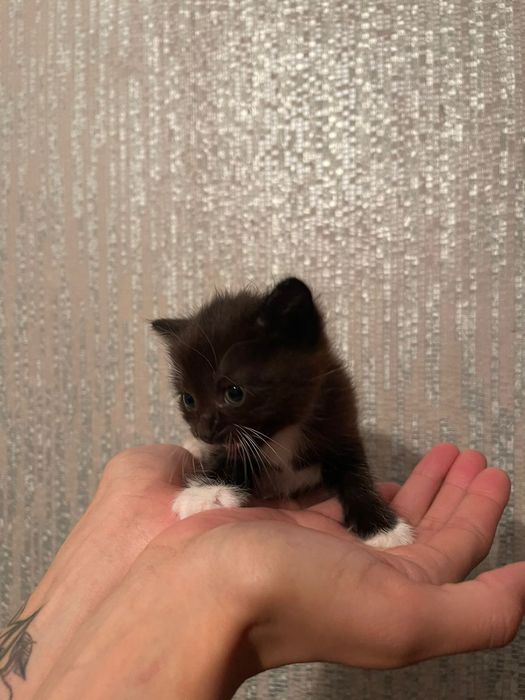 Отдам даром котенка